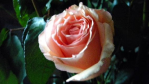 A Rose from The Gift